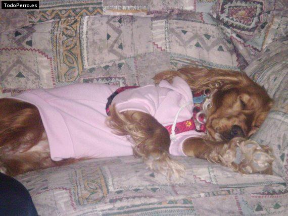 La foto del perro