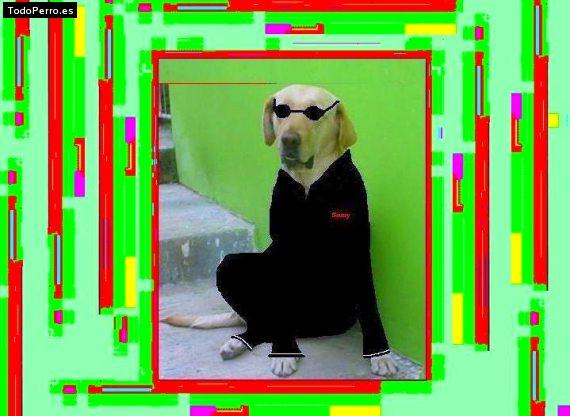 La foto del perro