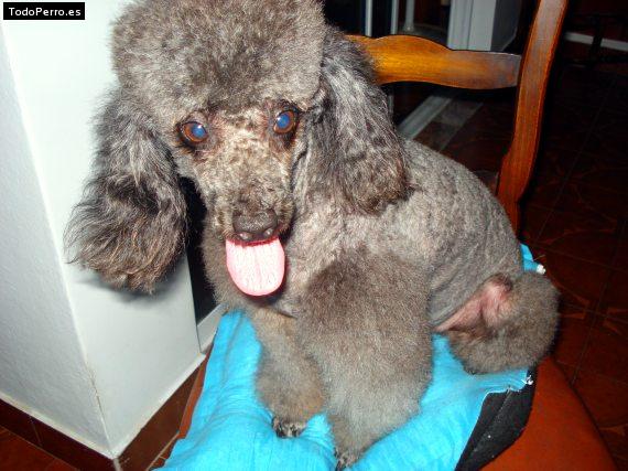 La foto del perro