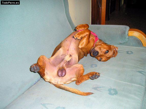 La foto del perro