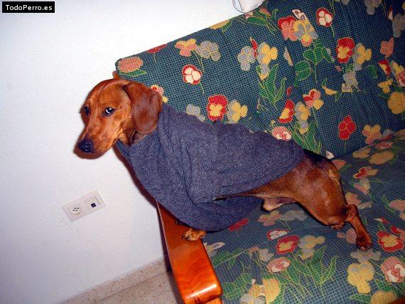 La foto del perro