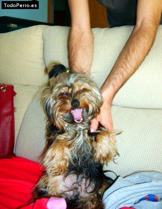 La foto del perro