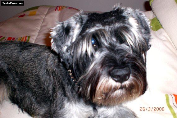 La foto del perro