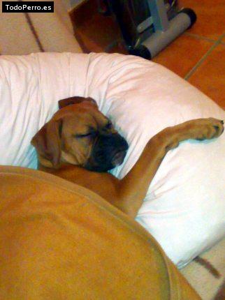 La foto del perro