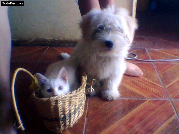 La foto del perro