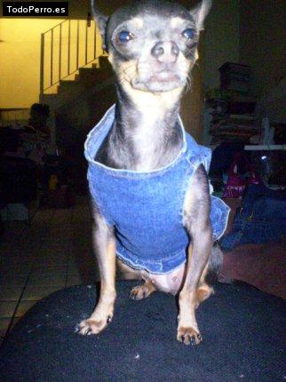 La foto del perro