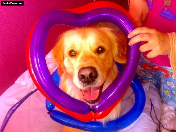 La foto del perro