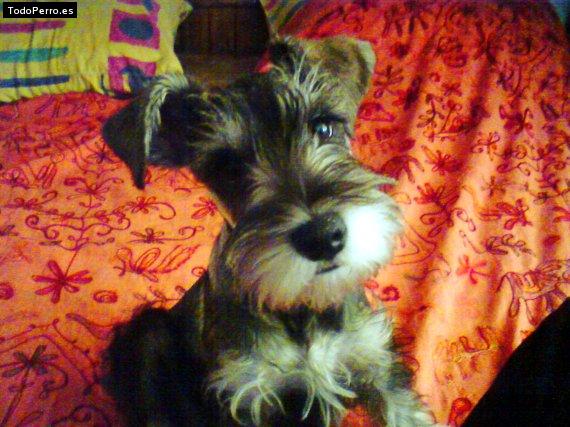 La foto del perro