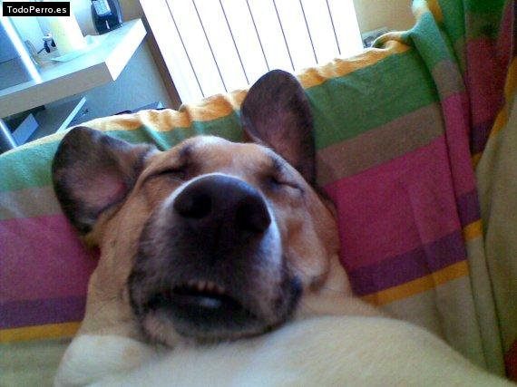 La foto del perro