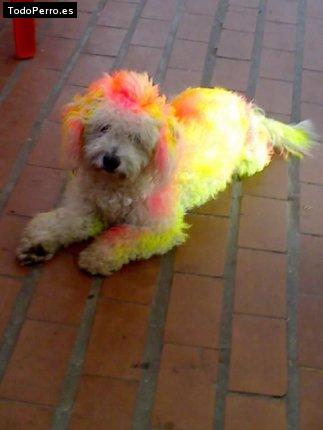 La foto del perro