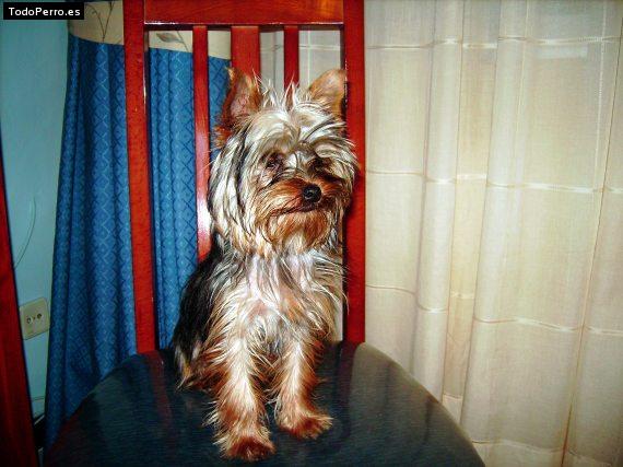 La foto del perro