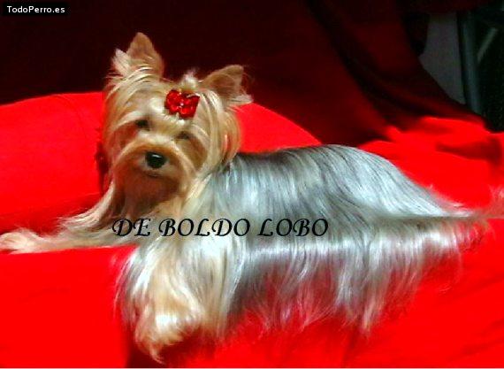 La foto del perro