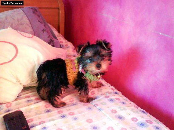 La foto del perro