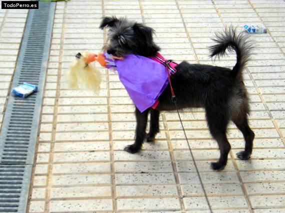 La foto del perro
