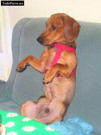 La foto del perro