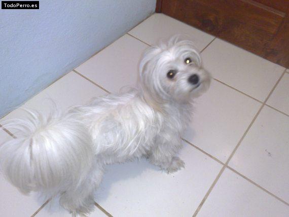 La foto del perro