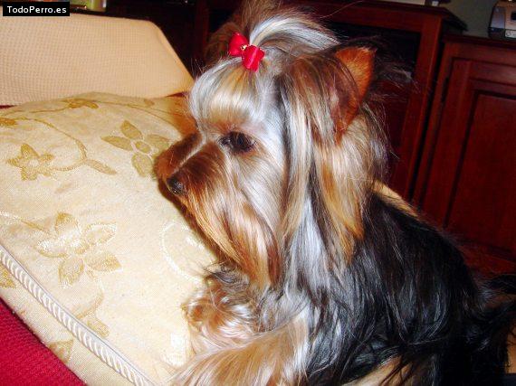 La foto del perro