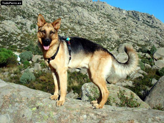 La foto del perro