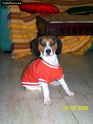 La foto del perro