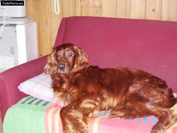 La foto del perro