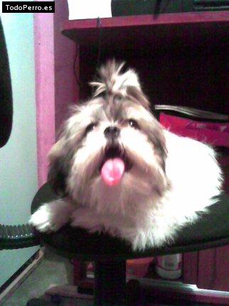 La foto del perro