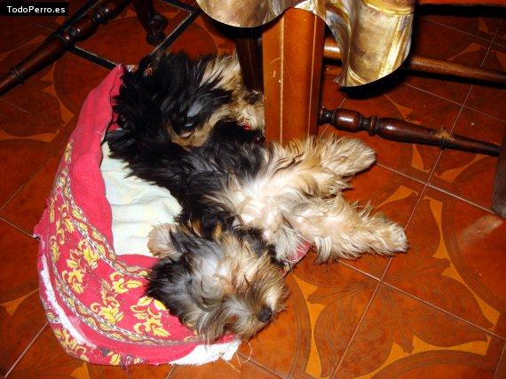 La foto del perro