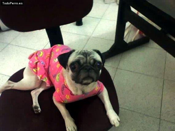 La foto del perro