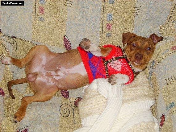 La foto del perro
