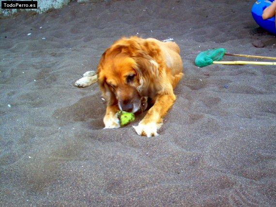 La foto del perro