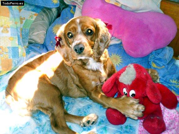 La foto del perro