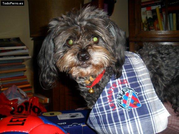 La foto del perro