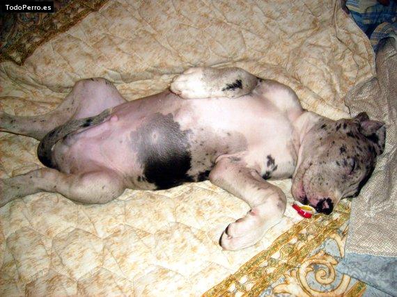La foto del perro