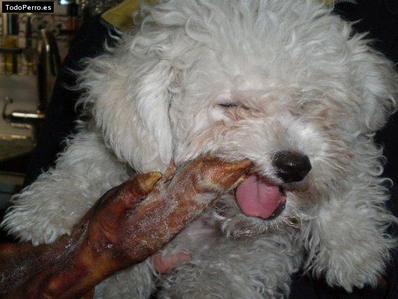 La foto del perro