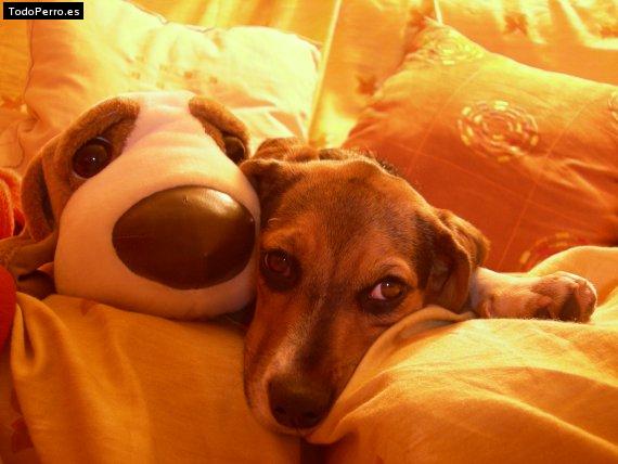 La foto del perro