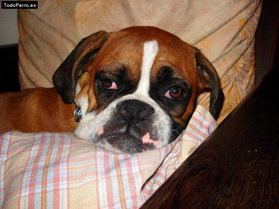 La foto del perro