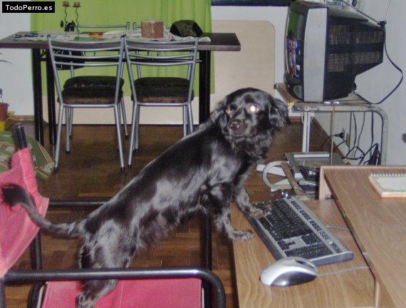 La foto del perro