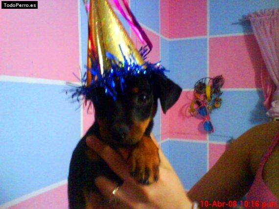 La foto del perro