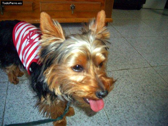 La foto del perro