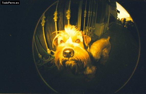 La foto del perro