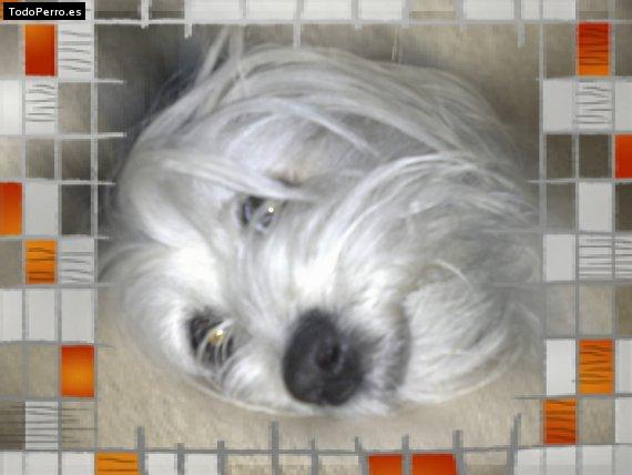 La foto del perro