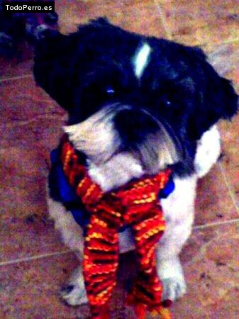 La foto del perro