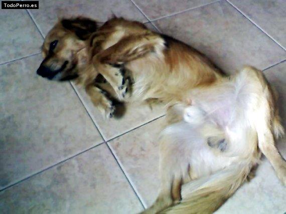 La foto del perro