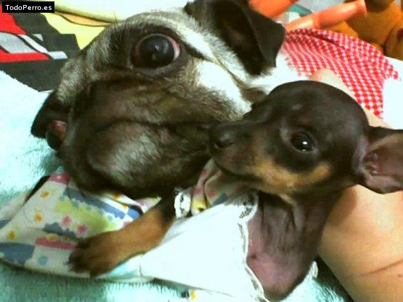 La foto del perro
