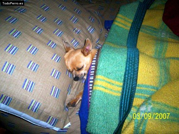La foto del perro