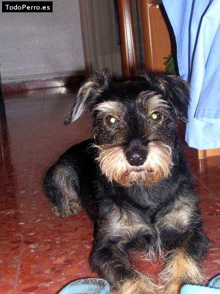 La foto del perro