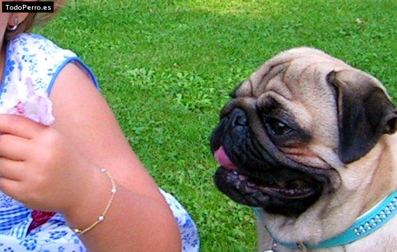 La foto del perro