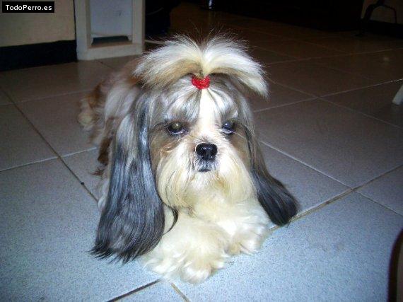 La foto del perro
