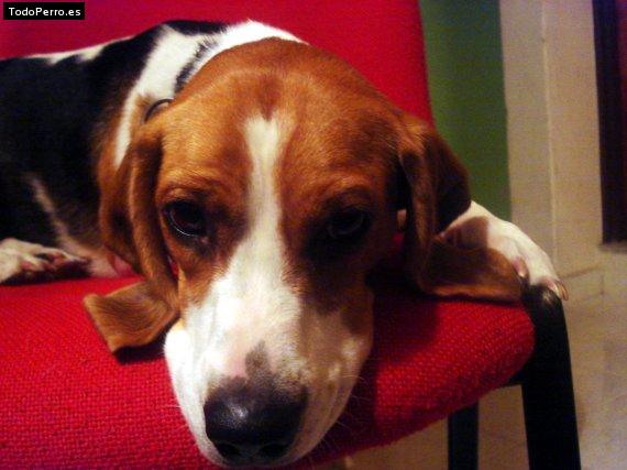 La foto del perro