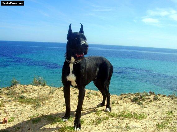 La foto del perro