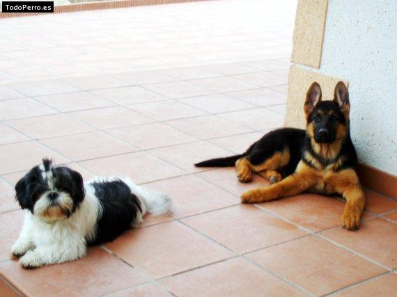 La foto del perro